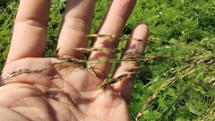 Sorghum arundinaceum