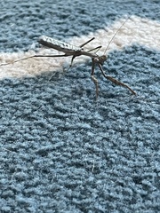 Stagmomantis carolina