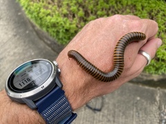 Thyropygus allevatus