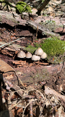 Mycena galericulata