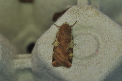 Cryptocala acadiensis