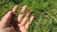 Sorghum arundinaceum