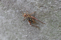 Cardiodactylus guttulus