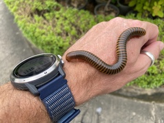 Thyropygus allevatus