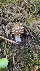 Amanita pantherina