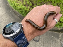 Thyropygus allevatus