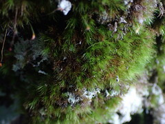 Dicranella heteromalla