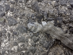 Anguis colchica