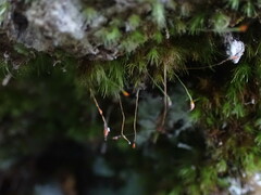 Dicranella heteromalla