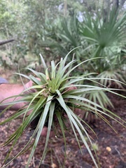 Tillandsia utriculata