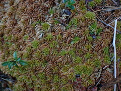 Sphagnum austinii