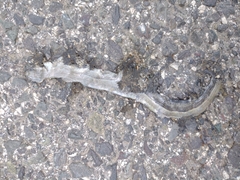 Anguis colchica