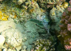Canthigaster margaritata