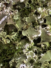 Peltigera praetextata