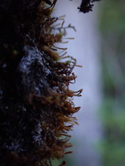 Ulota intermedia