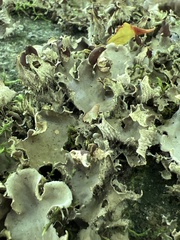 Peltigera praetextata