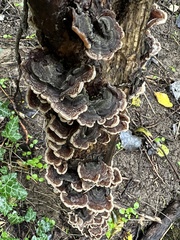 Auricularia mesenterica