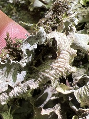 Peltigera praetextata