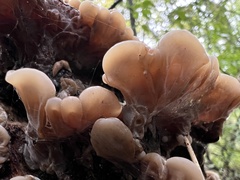 Auricularia mesenterica