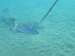 Caesio lunaris
