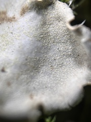 Peltigera praetextata