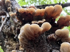 Auricularia mesenterica
