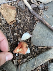 Russula emetica