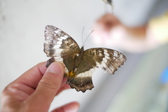 Nymphalidae
