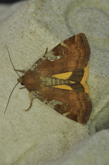 Cryptocala acadiensis