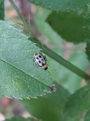 Cerotoma trifurcata