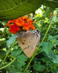 Parrhasius polibetes