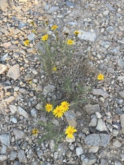 Thymophylla pentachaeta