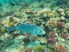 Caranx ignobilis