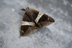 Bastilla