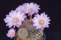 Aylostera narvaecense