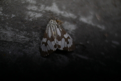 Nyctemera adversata