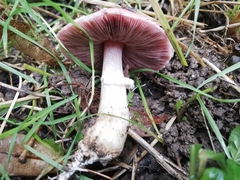 Agaricus sylvaticus