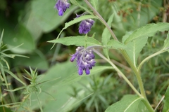 Symphytum officinale