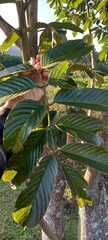 Ormosia arborea