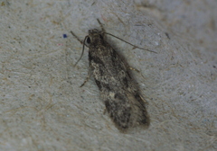 Gelechiini