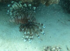 Pterois miles