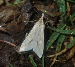 Diasemia monostigma