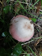 Agaricus sylvaticus