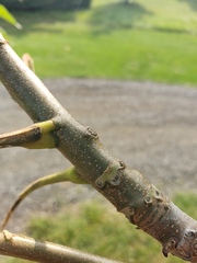 Juglans cinerea