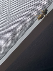 Vespula germanica