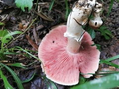 Agaricus sylvaticus