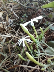 Jasminum