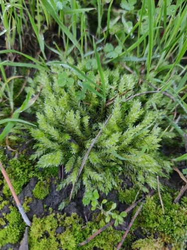 Catagoniopsis berteroana observed 2022-09-14