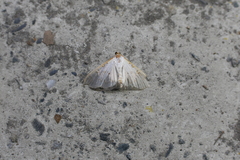 Palpita