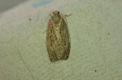 Psilocorsis reflexella